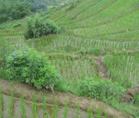 Sapa Village Package - 2 Day 3 Night 